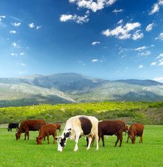 Fototapeta na wymiar Cows on the farm field. Agricultural landscape