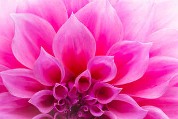 Pink Chrysanthemum flower