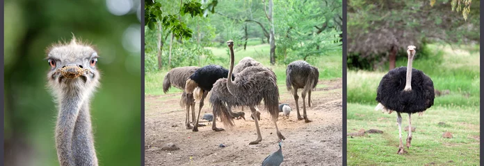 Fotobehang ostrich emu © Konstantin Kulikov