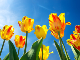 Tulips on the sky background. Natural summer composition