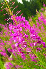 Fototapeta premium Spring flowers