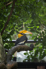 Yellow Billed Hornbill Great hornbill, Great indian hornbill, Great pied hornbill, Hornbill, selective focus