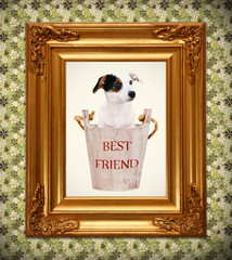 Jack Russell puppy in wooden bucket with golden photo frame
