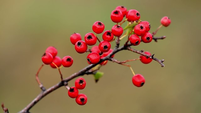 Mature nice red hawthorn berries (crataegus monogyna)
