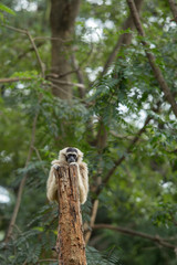 Gibbon