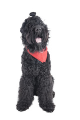 black russian terrier