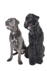Cane Corso and the Russian black terrier
