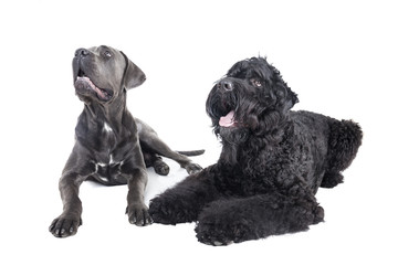 Cane Corso and the Russian black terrier
