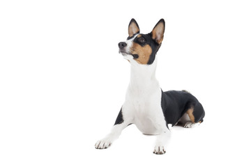 Basenji dog or African Nela