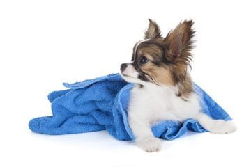 Papillon puppy in a towel