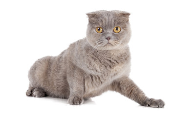Scottish fold cat isolated