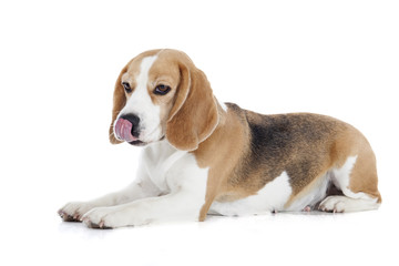 Beagle dog on a white background