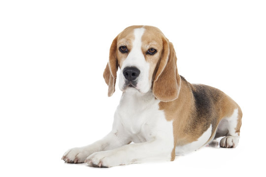 Beagle dog on a white background