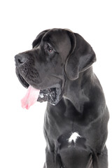 German dog on a white background