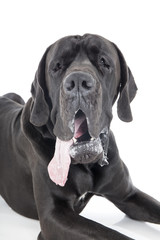 German dog on a white background