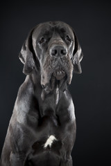 Fototapeta na wymiar Niemiecki pies na czarnym tle