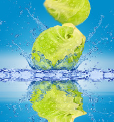 Wpadające brukselki do wody © CUKMEN