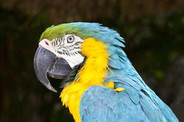 Close up of blue-and-yellow macaw