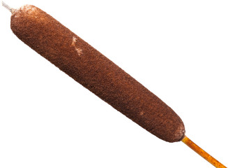 Typha