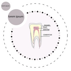 Структура зуба