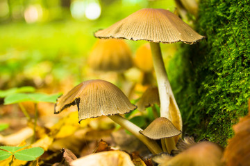 mushrooms near stump