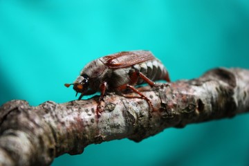 cockchafer insect May bug mitchamador billy witch sprang beetle