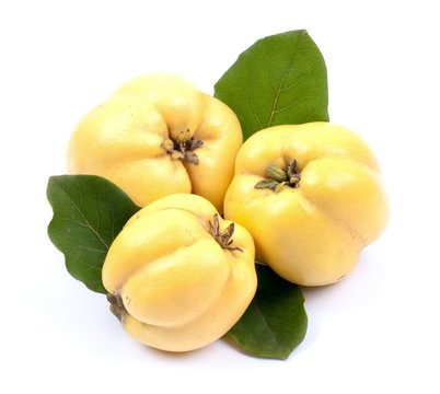 Quitten