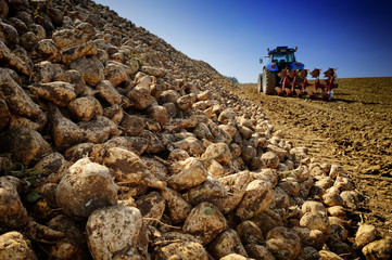 Fototapeta premium Agricultural vehicle harvesting sugar beet