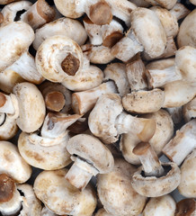 Fresh mushrooms background