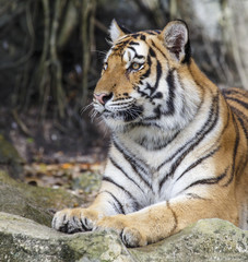 Naklejka premium close up tiger