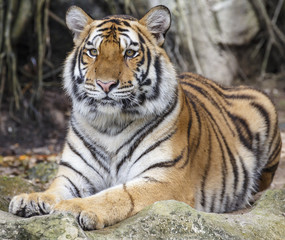 Fototapeta na wymiar close up tiger
