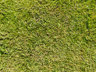 Texture di un prato verde