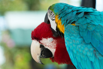 parrots