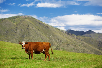 Fototapeta na wymiar cow at mountain meadow