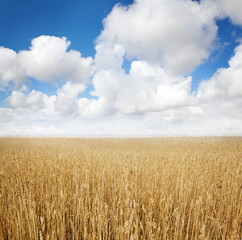 summer wheat field