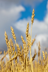 Fototapeta premium grain field