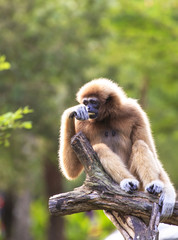 Fototapeta premium white-handed gibbon