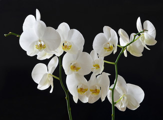 Fototapeta na wymiar białe orchidee na czarnym tle
