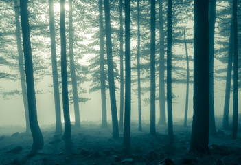 228 - mono foggy trees
