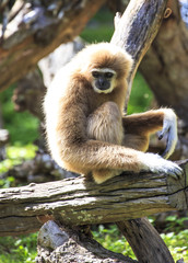 white-handed gibbon