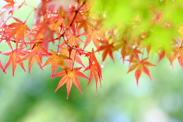 カエデの紅葉