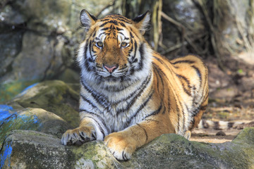 Closeup of a tiger