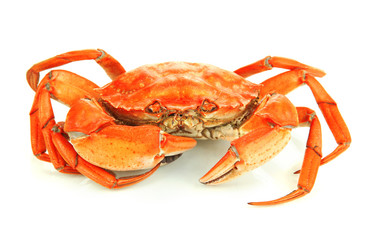 Boiled crab isolated on white