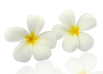 Fleurs tropicales frangipanier (plumeria) isolé sur blanc backgro