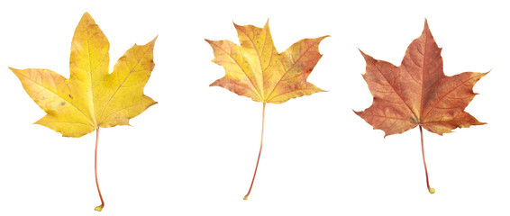 Isolated Autumn maple leafs