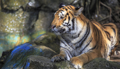 Closeup of a tiger