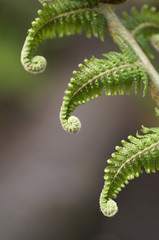 Tree Fern