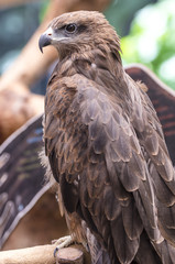 Closeup Black Kite (Milvus migrans)