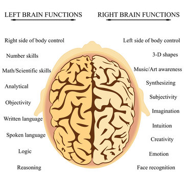 Brain Hemisphere Functions