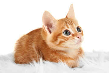 Cute little red kitten isolated on white